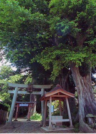 古原八幡神社巨木群の写真