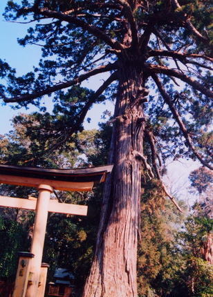 古原八幡神社巨木群の写真