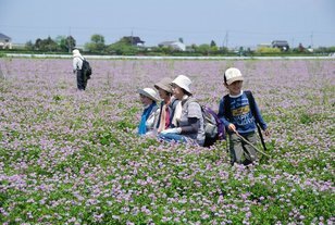 薄紅色の可憐な花