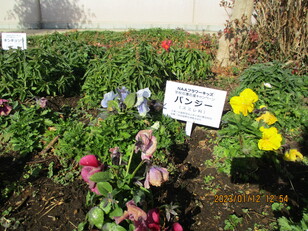 花壇１