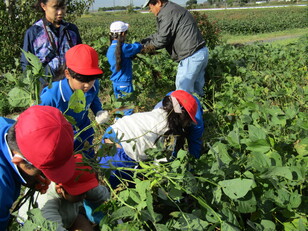 10月17日（木）に３年生が枝豆の収穫体験を行いました。７月にまいた大豆の種が立派に育ち、こうざき自然塾の皆さんのご指導のもと、おいしい枝豆がたくさん収穫できました。収穫の後にはゆでた枝豆の味見をさせてもらい、みんなニコニコ笑顔でした。まだ収穫していない枝豆は、２月の味噌づくりの材料となる大豆になるまで待って収穫します。この後の大豆の収穫、味噌づくりも楽しみですね。こうざき自然塾の皆さん、ありがとうございました。２