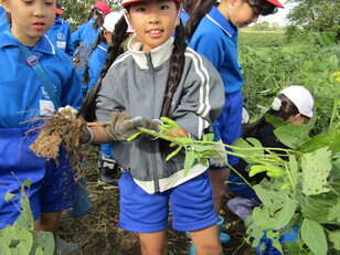 枝豆収穫体験３