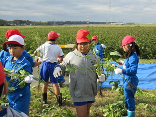 枝豆収穫体験４