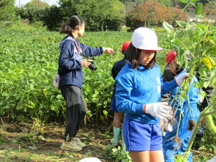 枝豆収穫体験５