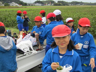 枝豆収穫体験７