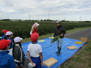 枝豆収穫体験１