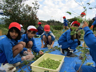 枝豆収穫体験６