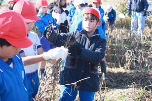 大豆の収穫３