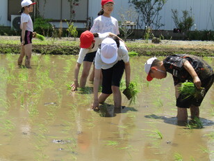 田植え体験3