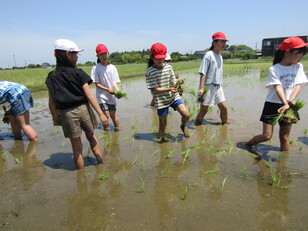 田植え体験4
