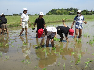 田植え体験8