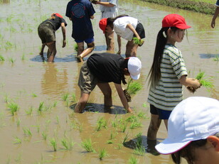 田植え体験5
