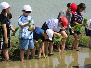 田植え体験６