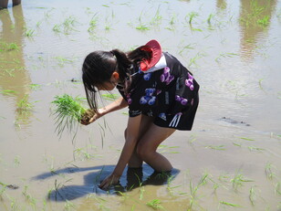 田植え体験７