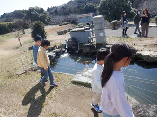 ニシキゴイの池