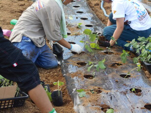 大豆の苗植え