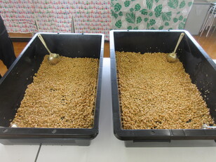 ３きろの大豆が