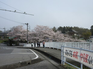 桜の道　登校