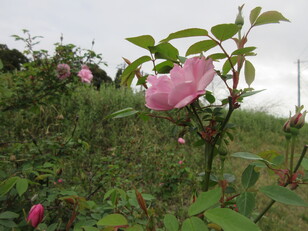 町の花「バラ」　