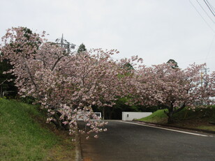 牡丹桜