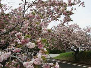 牡丹桜