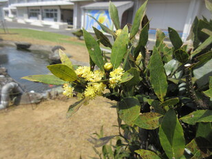 月桂樹の花