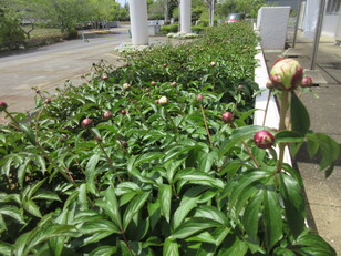 芍薬　白　つぼみ