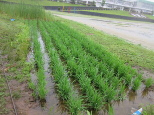 学校田の苗