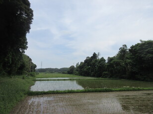 水田の向こうに…