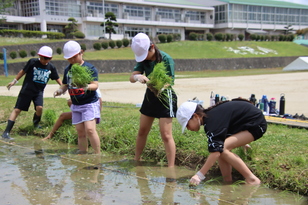 田植え1