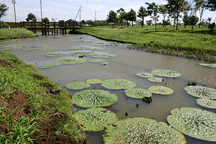 水性植物の写真