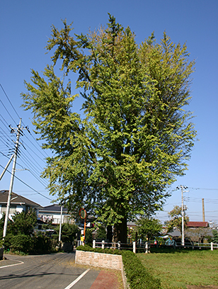 橋の全景の写真