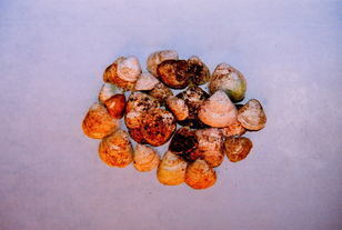 発掘された貝の写真