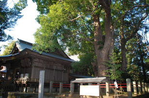 神崎神社「なんじゃもんじゃの木」の写真