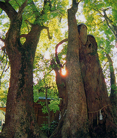 神崎の大樟の写真