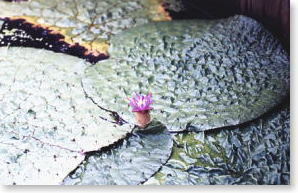 オニバスの花の写真